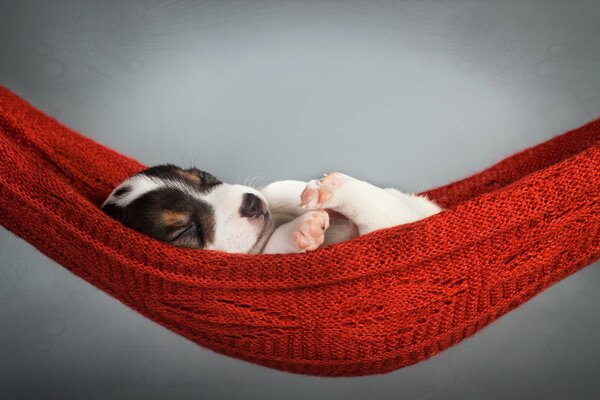 Fond de chien chiot endormi sur un gamoc rouge