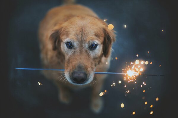 The dog s gaze directly into the camera