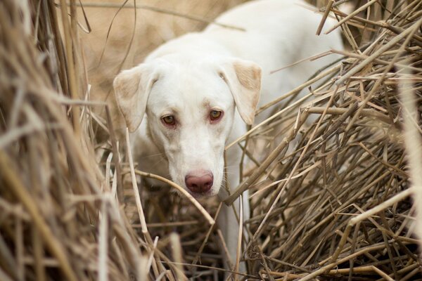 White dog on the field