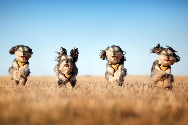 Cuatro perros hilarantes en el campo