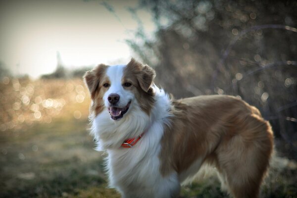 Chien avec un collier orange et un regard gentil