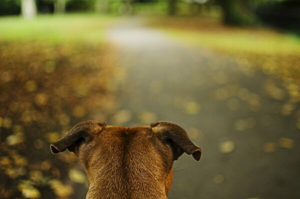 Parco orecchie di cane diffidenti