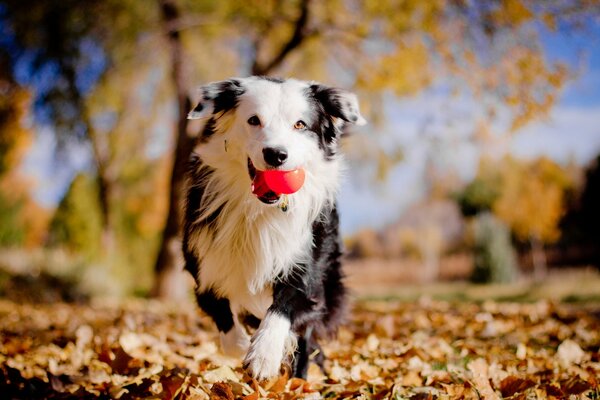 A dog with a ball in his teeth runs against the background of autumn