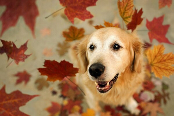 Red dog with autumn leaves