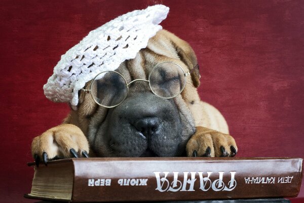 Funny sharpie in glasses and a knitted beret sleeps on a book