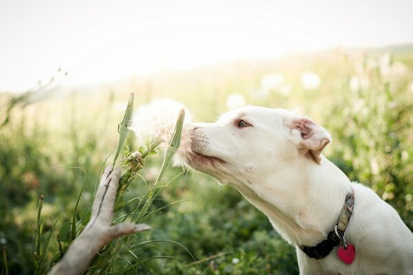 The dog is interested in the flower field