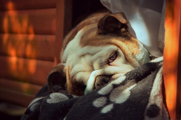 Ein jug-freundlicher Hund mit einem traurigen Blick