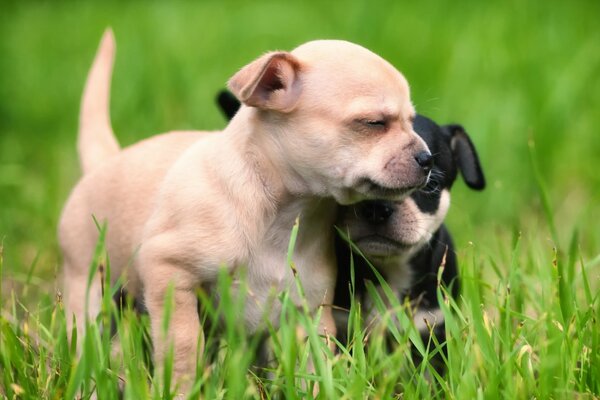 Deux chiots sur l herbe verte