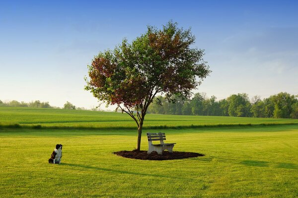 Der Hund sitzt auf dem Rasen am Baum