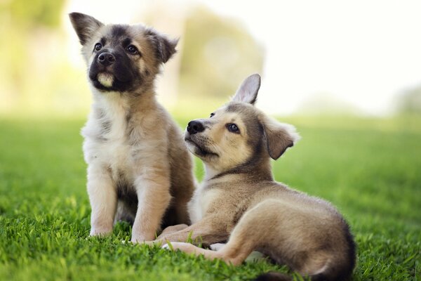 Pequeños cachorros en la hierba