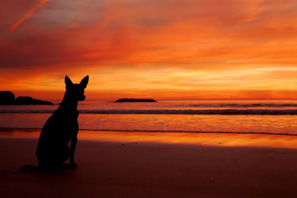 Cane tramonto sulla spiaggia vicino al mare