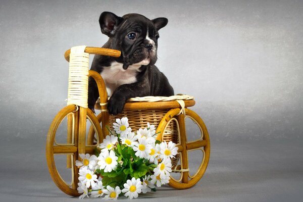 Schwarzer und weißer Hund in einem Korb mit Blumen