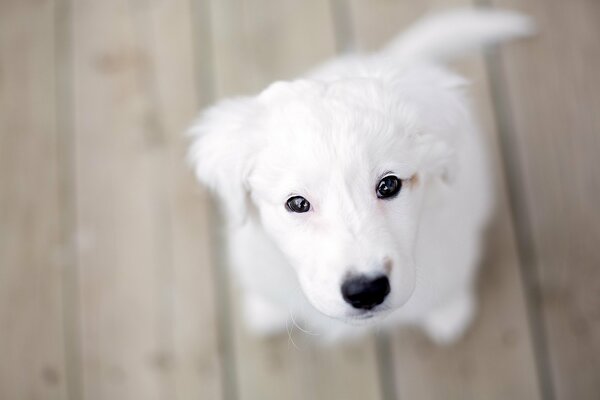 Chiot blanc à la recherche mignon