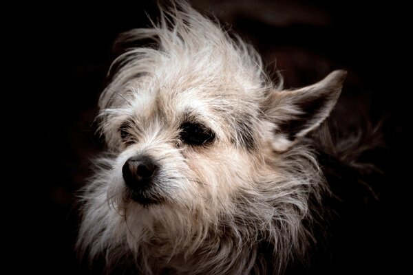 The head of a small dog with disheveled fur on a dark background