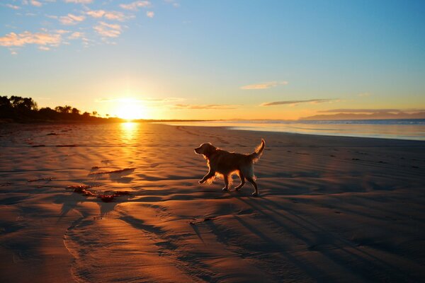 Perro grande corre por la playa