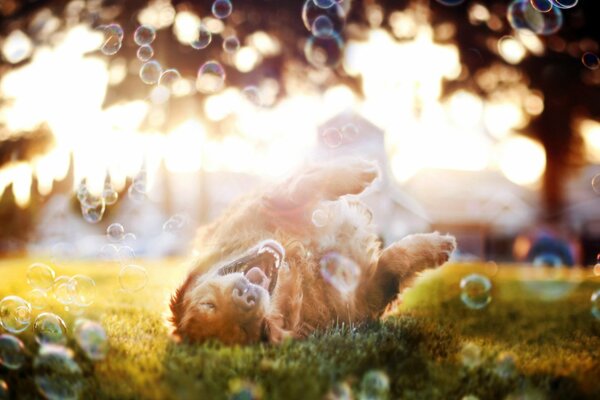 Funny dog in the summer in bubbles