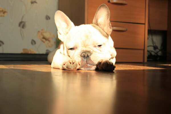 A French bulldog lies in the rays of the sun