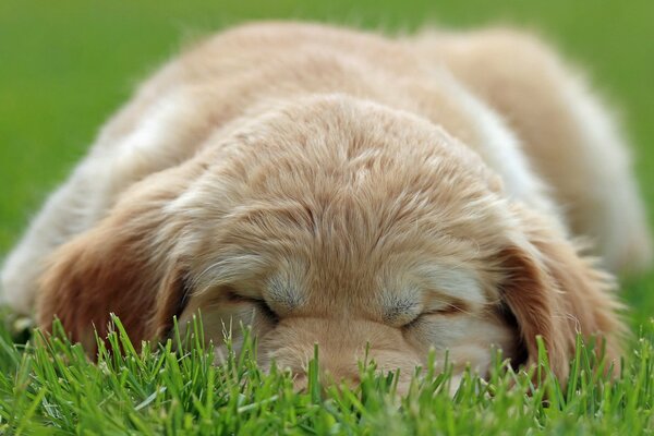 Chiot moelleux étendu sur l herbe