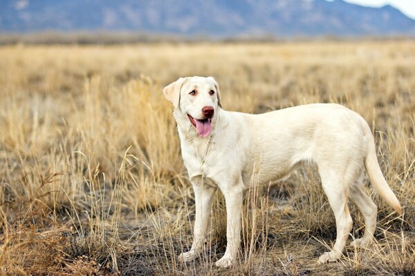 The dog looks into the distance at the field