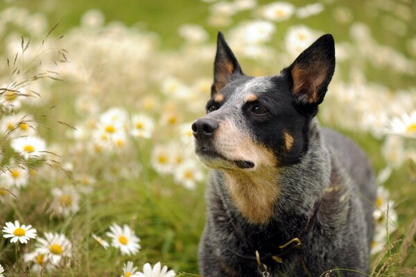 Un chien concentré pour quelque chose qui regarde