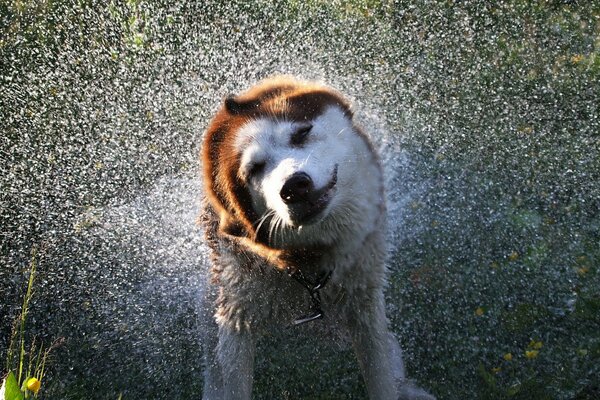 Der Hund spritzt Wasser von sich in verschiedene Richtungen