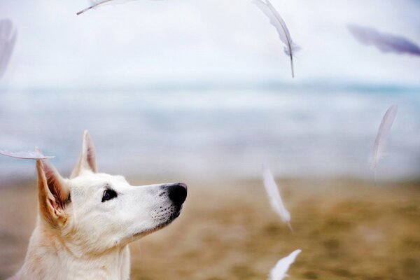 A white dog looks at the flying white feathers