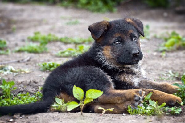 A dark puppy is lying on the ground