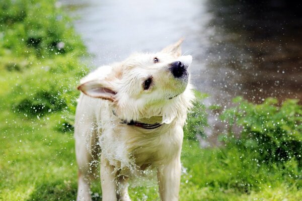 Water splashes from a dog