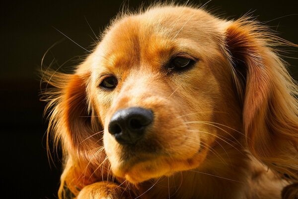 Ritratto di un bel cane con uno sguardo intelligente