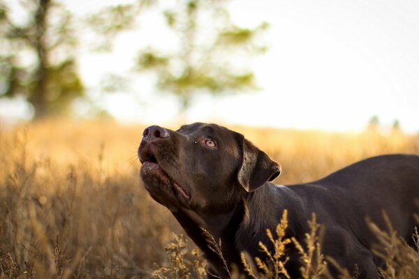 Devoted brown dog walks