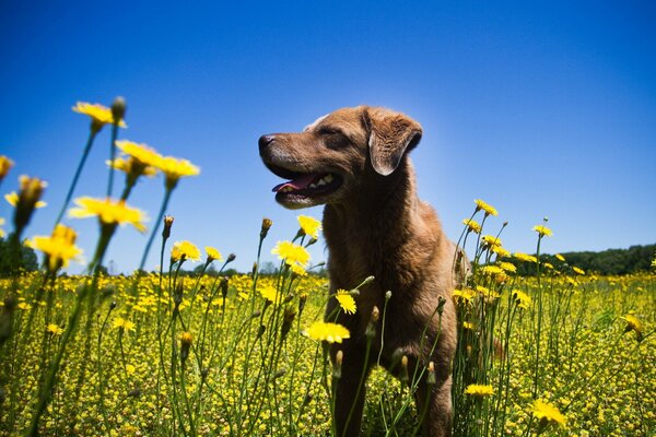 Schöner Welpe steht in Blumen