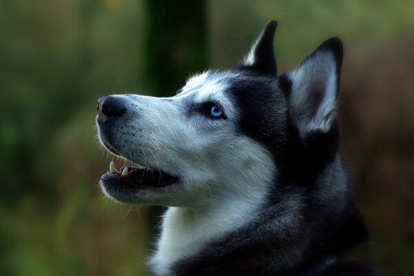 Profile of the Siberian husky in nature