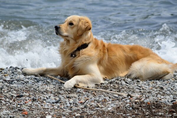 A red-haired dog is resting near the sea