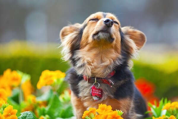 Chien joyeux belles oreilles et très mignon