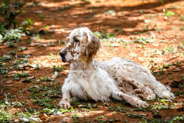 The setter lies against the background of leaves in the park