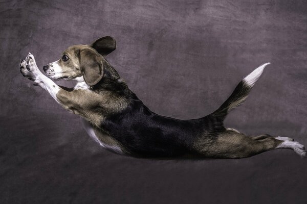 Hund im Sprung auf grauem Hintergrund