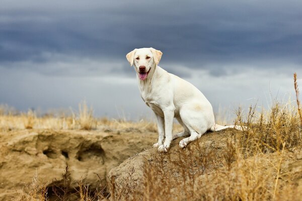 Hund sitzt auf einem Felsen im Feld