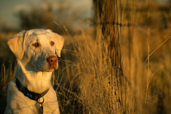 A white dog in a collar sits among the grass and looks intently into the distance