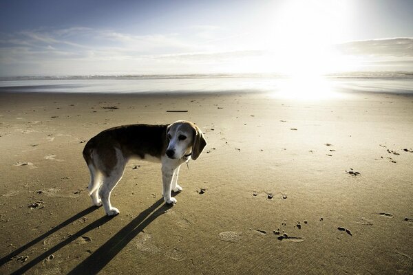 Hund am Strand Hintergrund