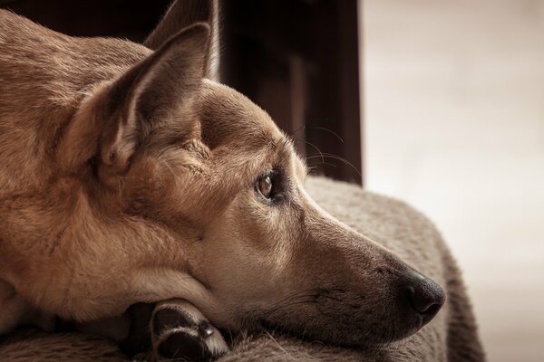 El perro se acuesta y Mira triste en la distancia