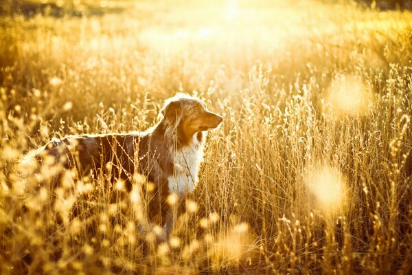 Chien dans le champ d or