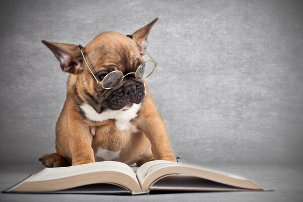 A dog with glasses and a book