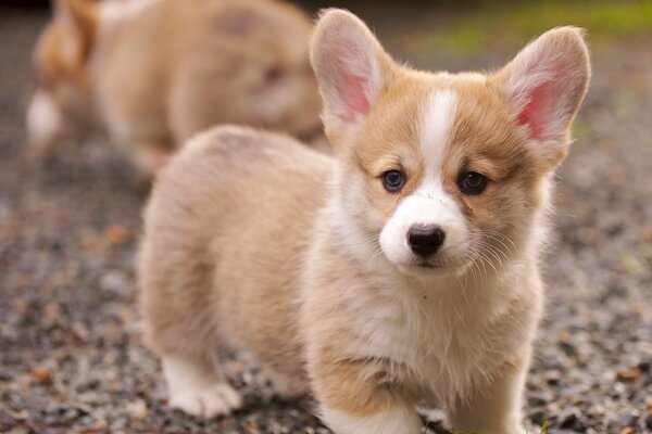 Le chiot Corgi attend le maître