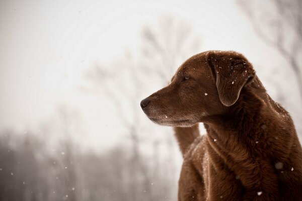 Attentive dog in the winter forest