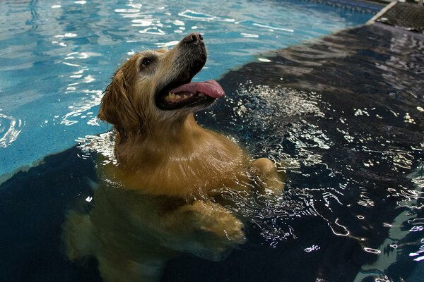 Hund mit ausgestreckter Zunge im Pool