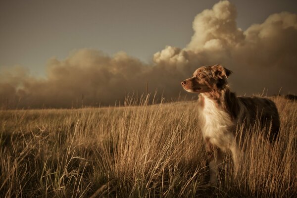 Paysage: chien et coucher de soleil dans le champ