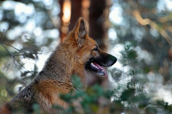 Berger allemand dans la nature. Fond flou