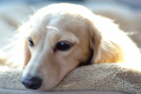 Perrito blanco mirada triste