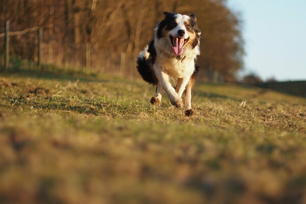 Il cane corre veloce attraverso la foresta