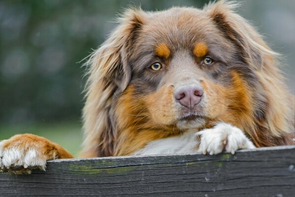 Le chien est couché sur la planche et elle a un regard dévoué